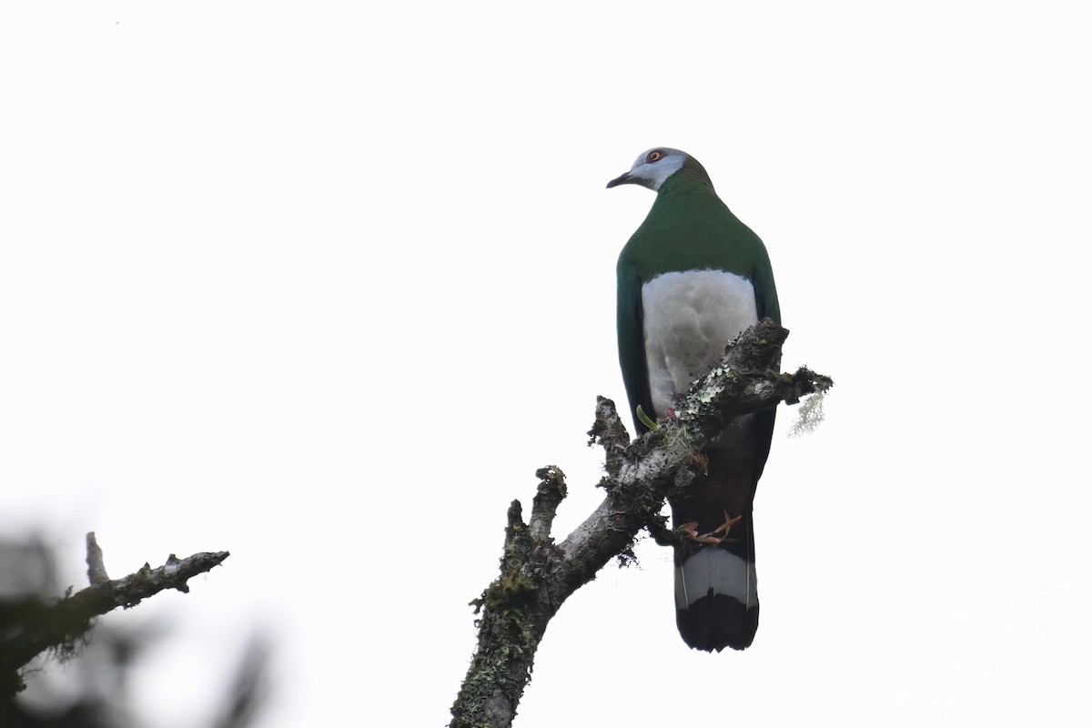 White-bellied Imperial-Pigeon - ML592843331