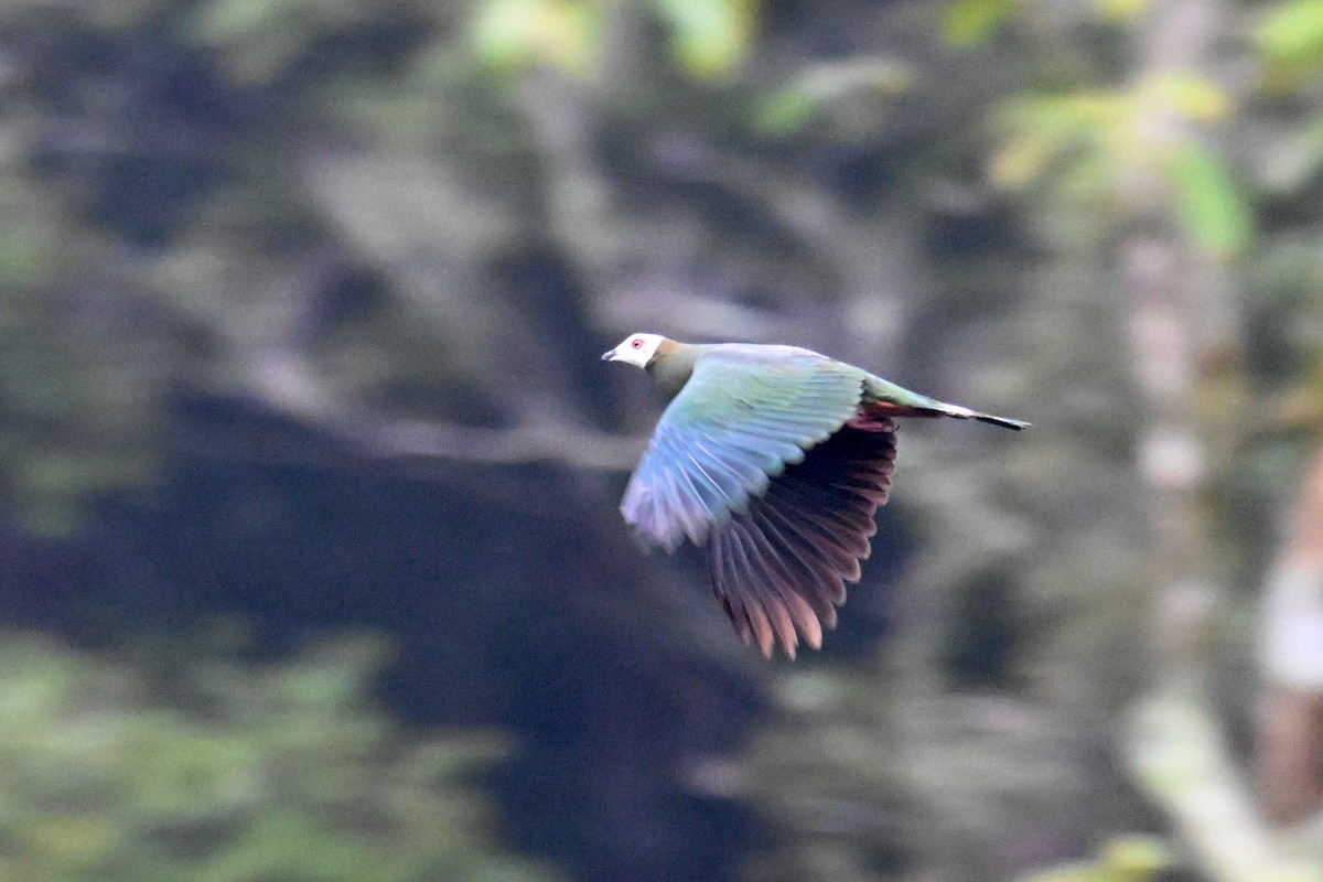 White-bellied Imperial-Pigeon - ML592843341