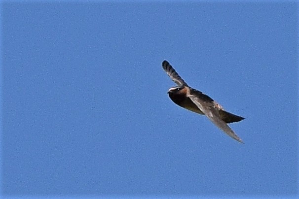 Cliff Swallow - ML59284391