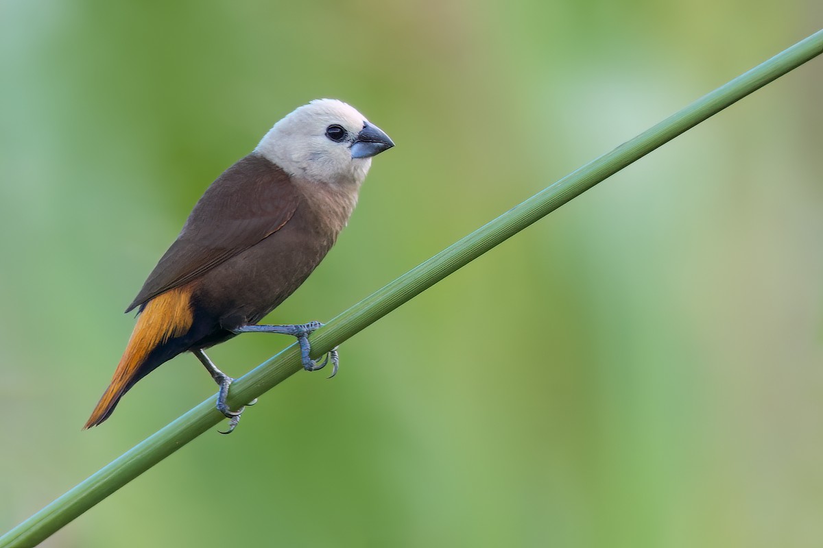 Gray-headed Munia - ML592844081