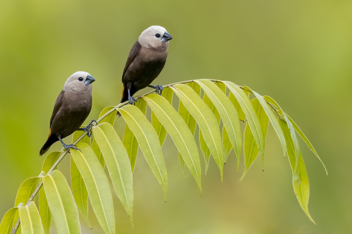 Gray-headed Munia - ML592844211