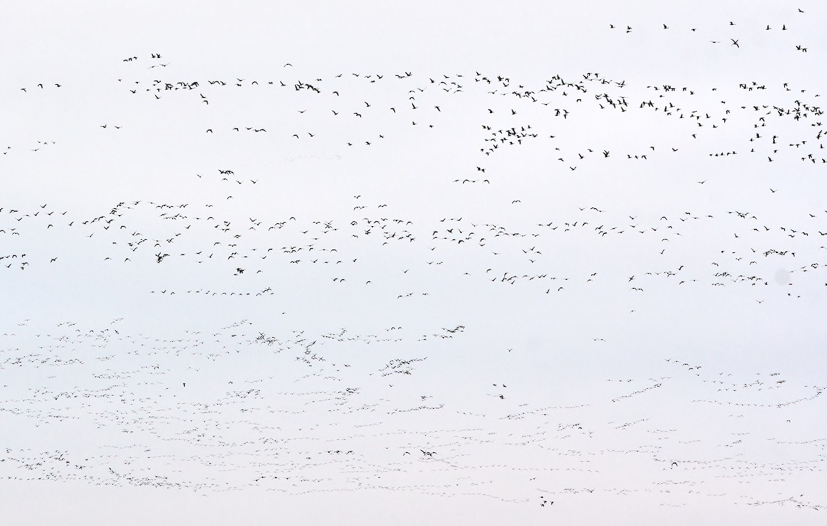 Greater White-fronted Goose - ML592844971