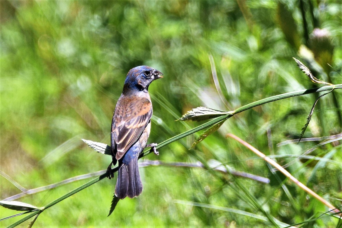 Blue Grosbeak - ML59284501