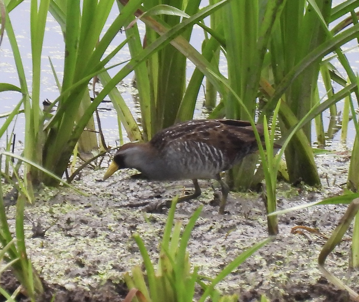 Carolinasumpfhuhn - ML592845341