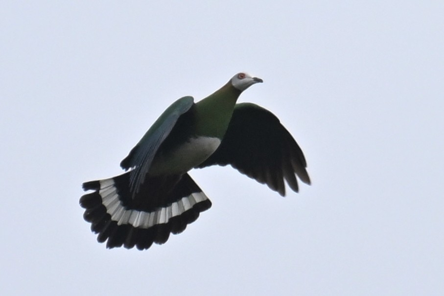 White-bellied Imperial-Pigeon - ML592845411