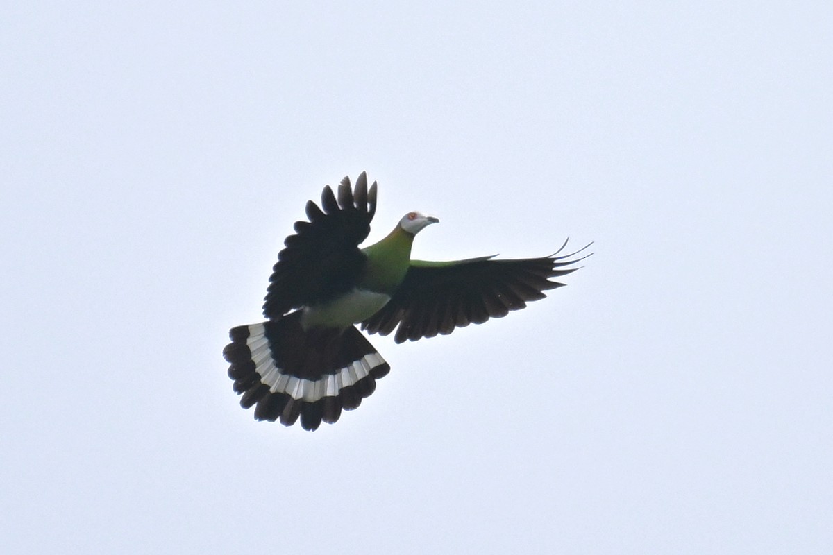 White-bellied Imperial-Pigeon - ML592845421