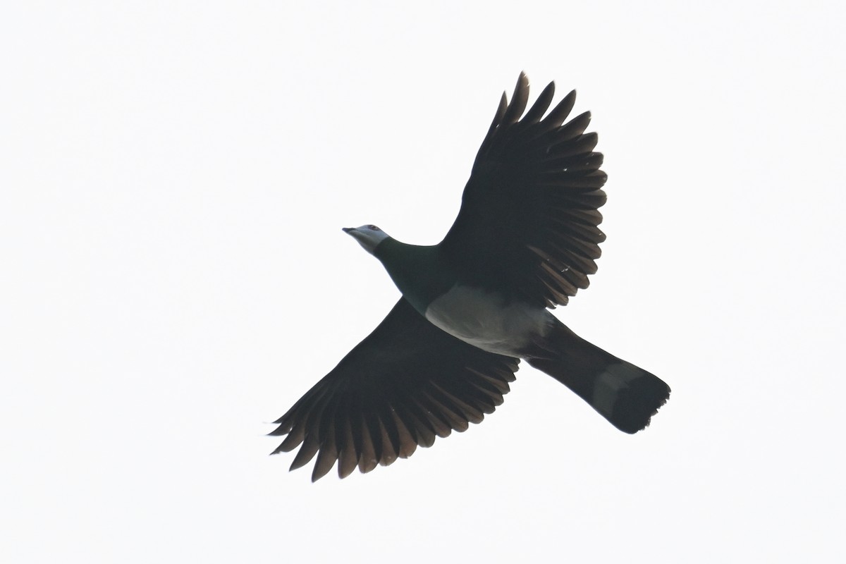 White-bellied Imperial-Pigeon - ML592845681