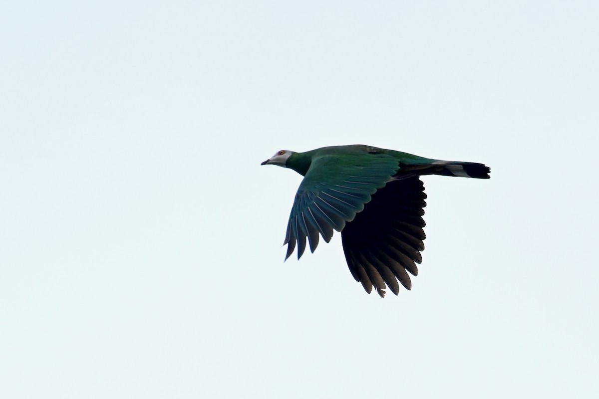 White-bellied Imperial-Pigeon - ML592845691