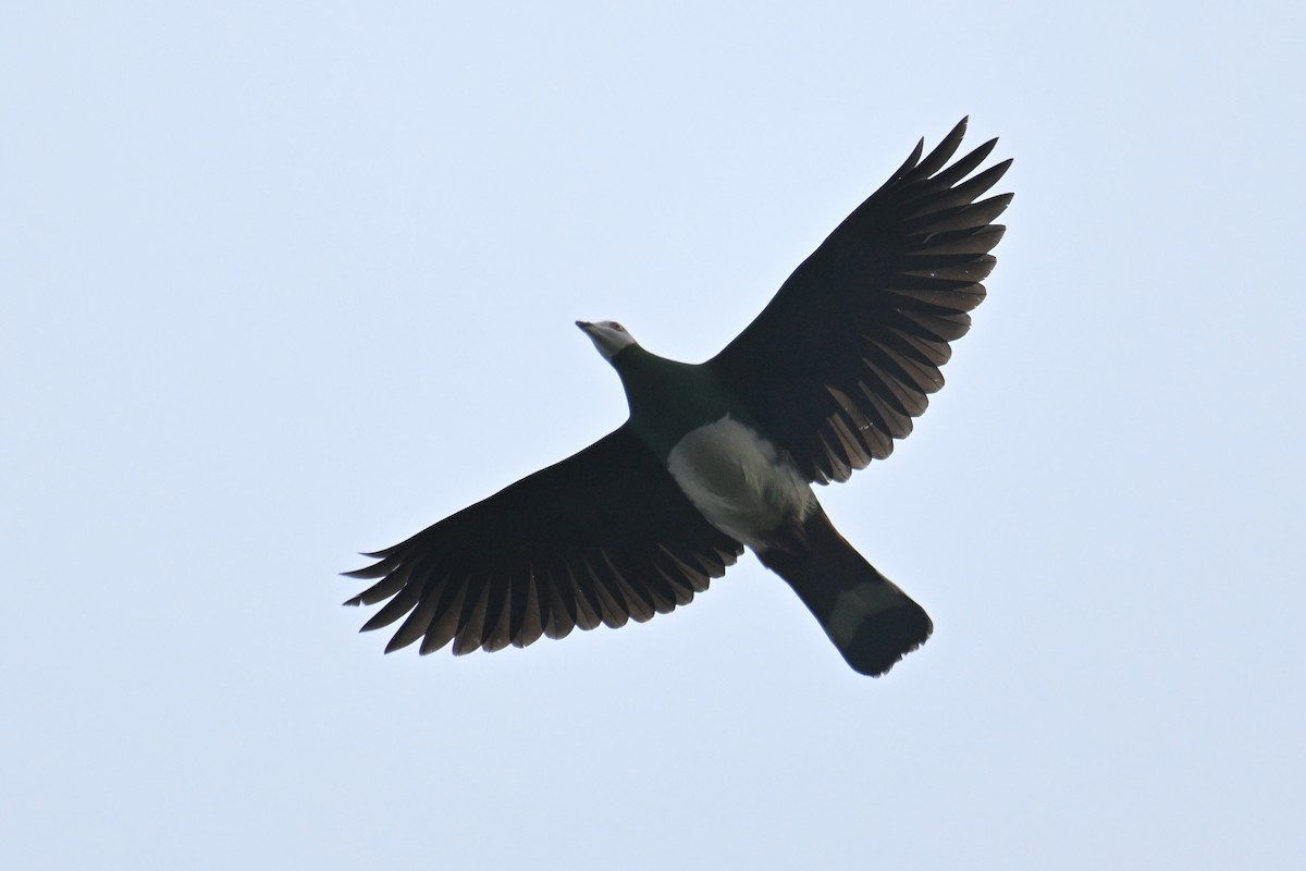 White-bellied Imperial-Pigeon - ML592845701