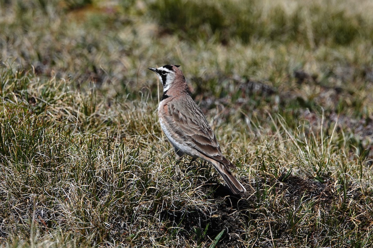 Horned Lark - ML592845931