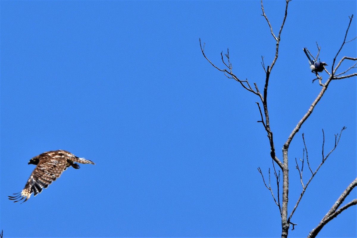 Red-shouldered Hawk - Ed Leigh