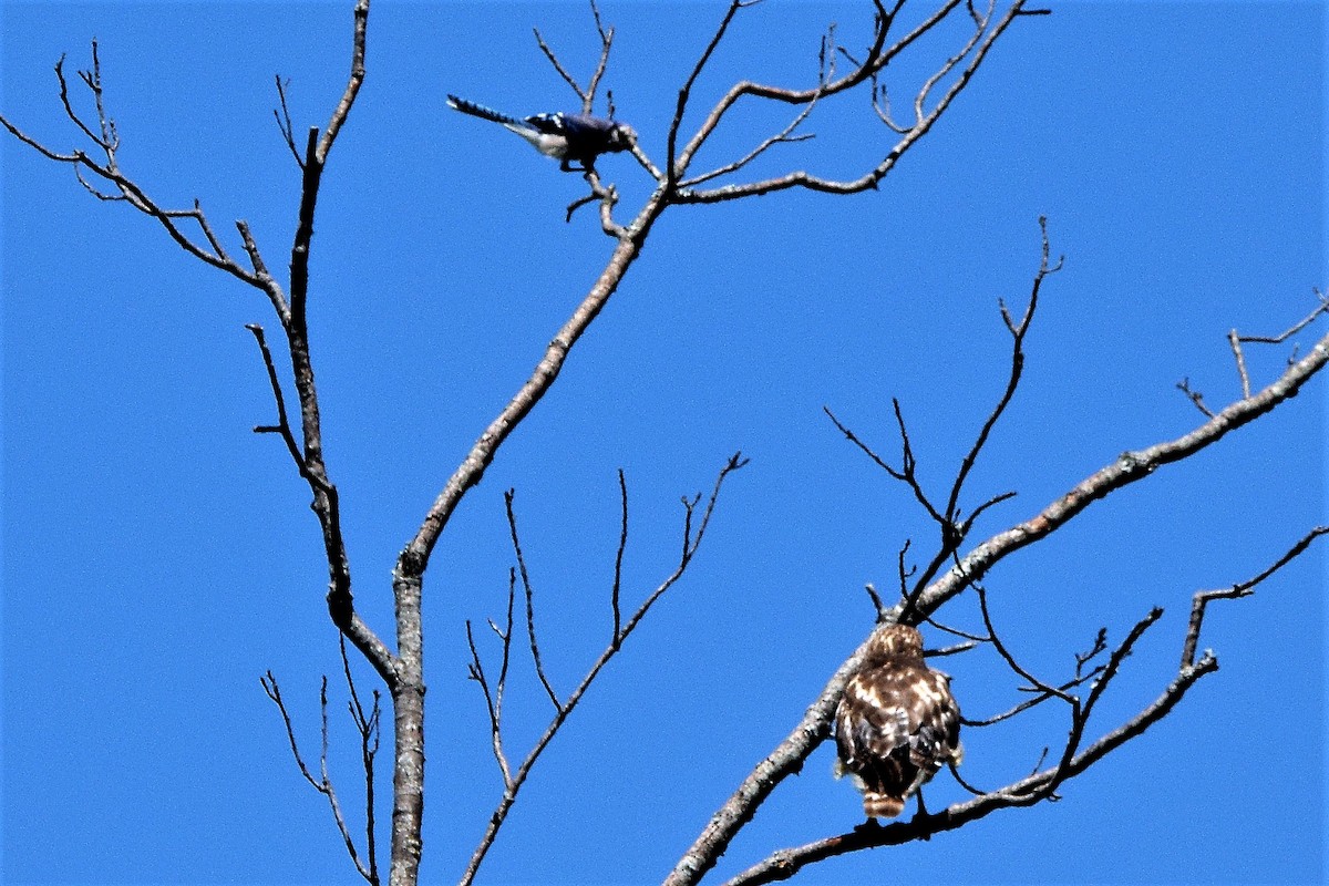 Red-shouldered Hawk - Ed Leigh