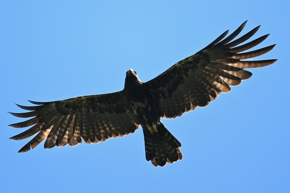 Águila Milana - ML592846771