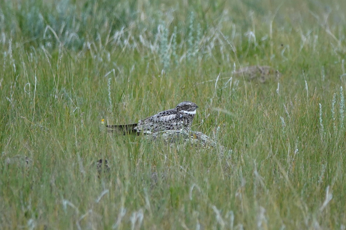 Common Nighthawk - ML592847011