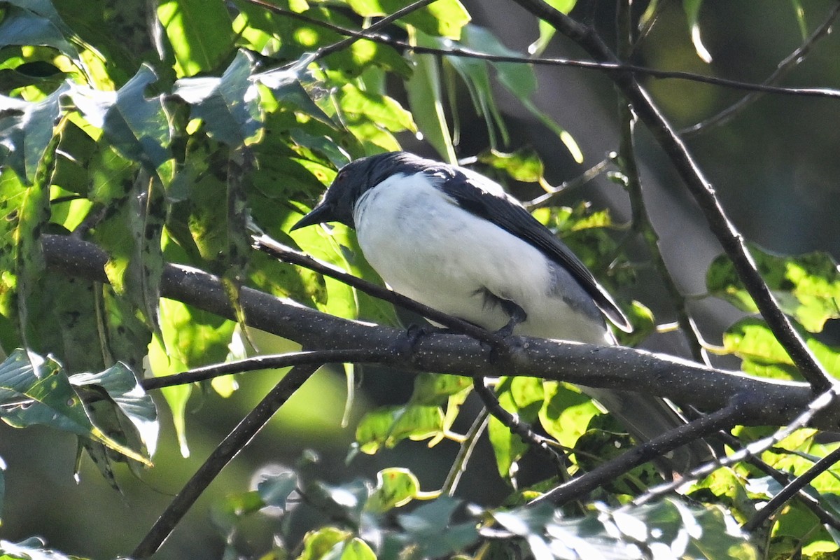 Pygmy Cuckooshrike - ML592847021