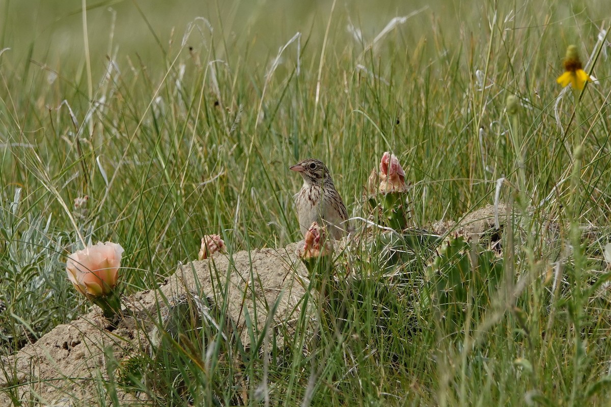 Vesper Sparrow - ML592847141