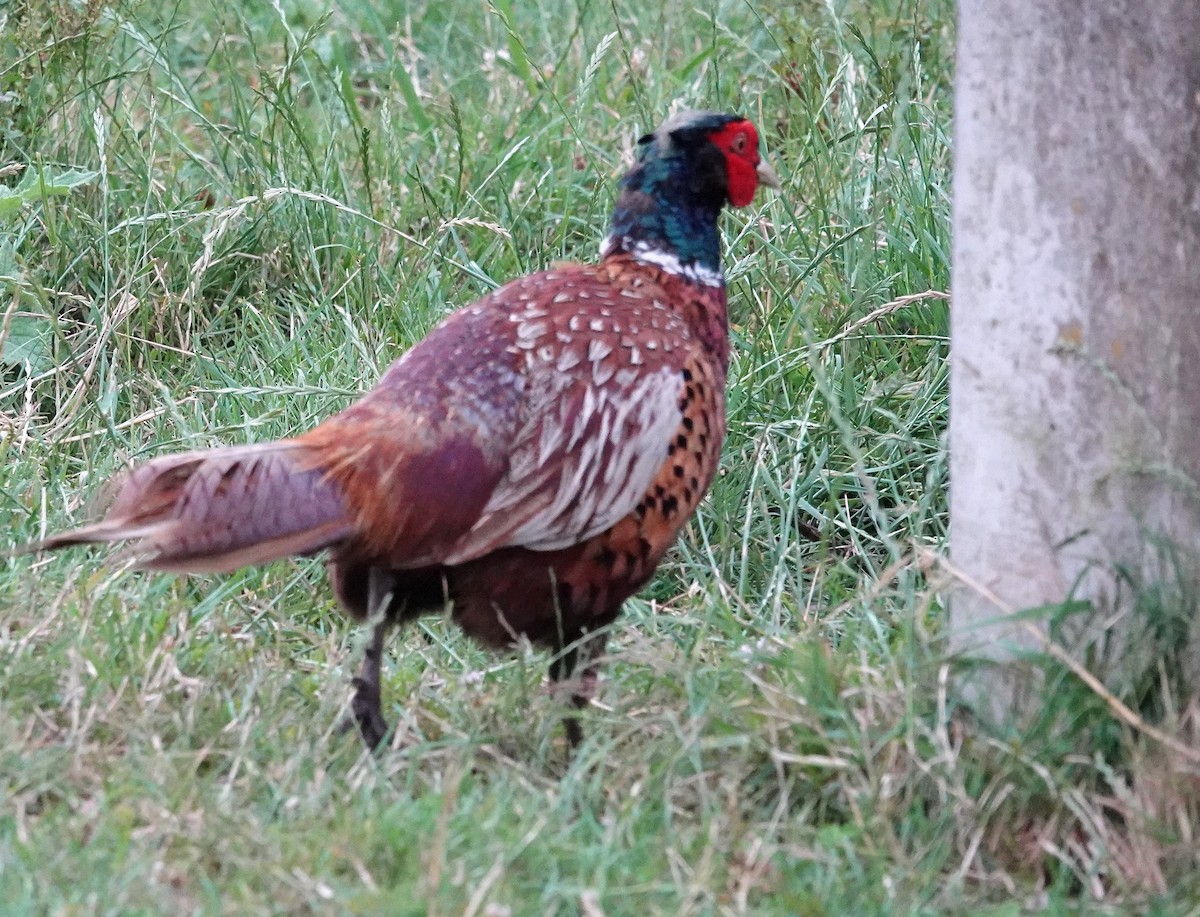 Ring-necked Pheasant - ML592847261
