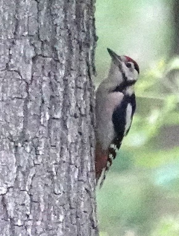 Great Spotted Woodpecker - ML592847361