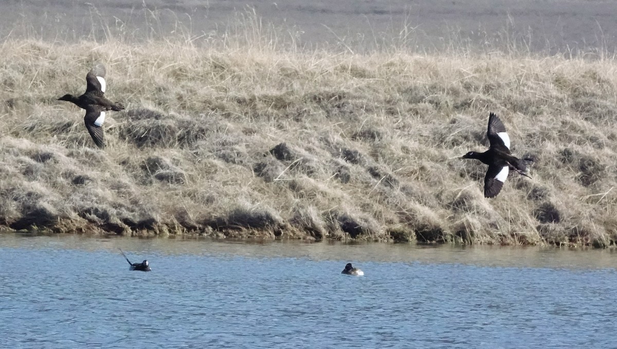 White-winged Scoter - ML592847821