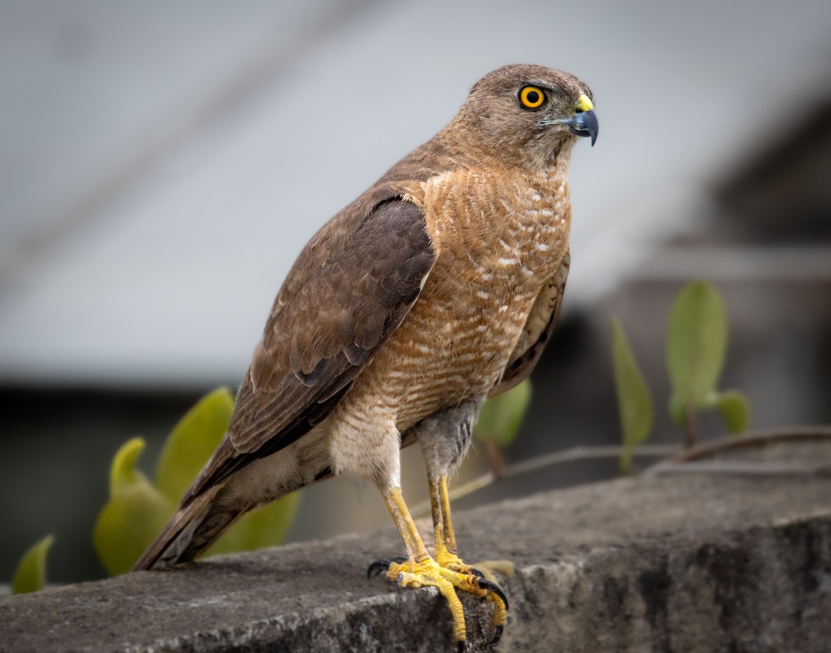 Үүрсээ харцага - ML592848141