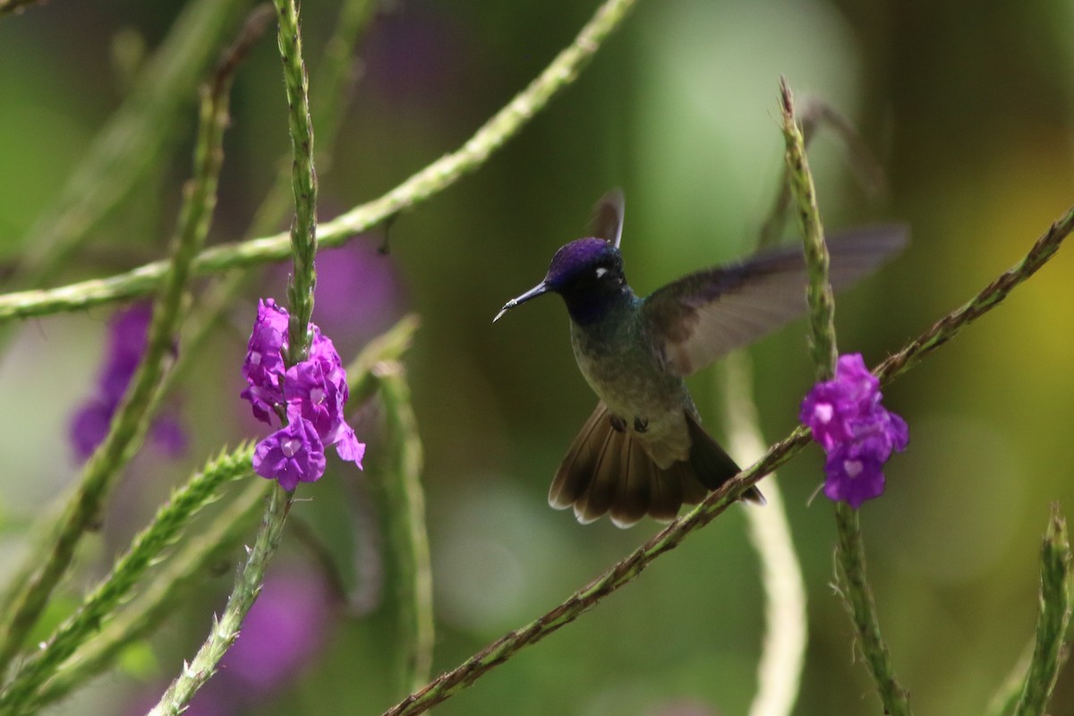 Violet-headed Hummingbird - ML592849091
