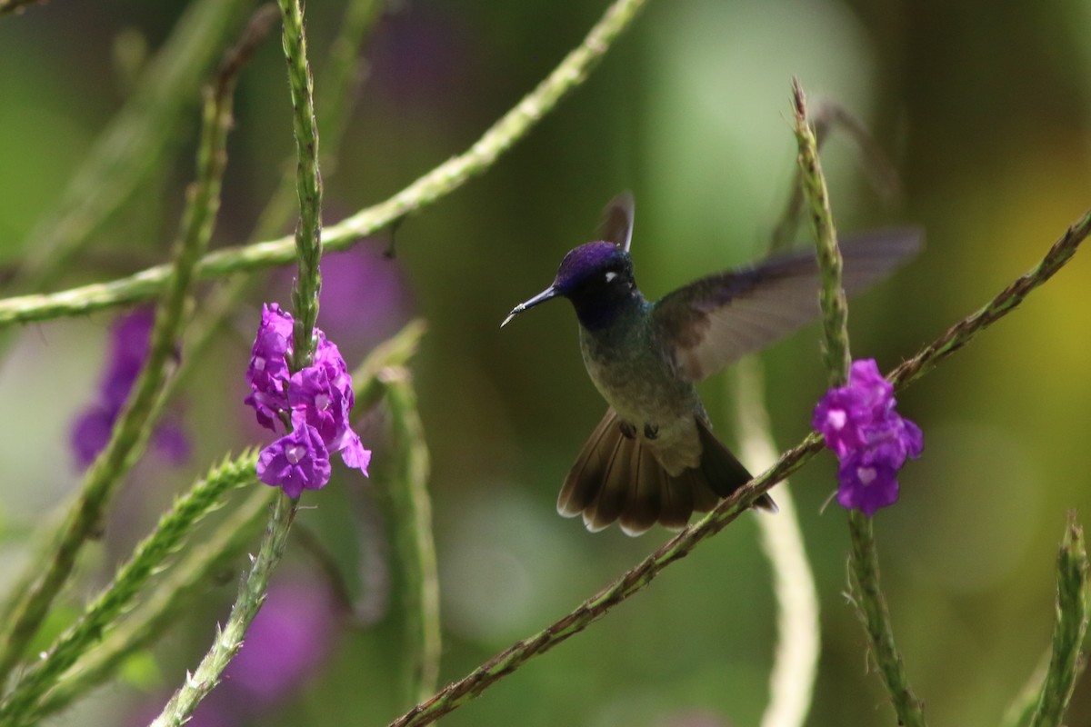 Violettkopfkolibri - ML592849091