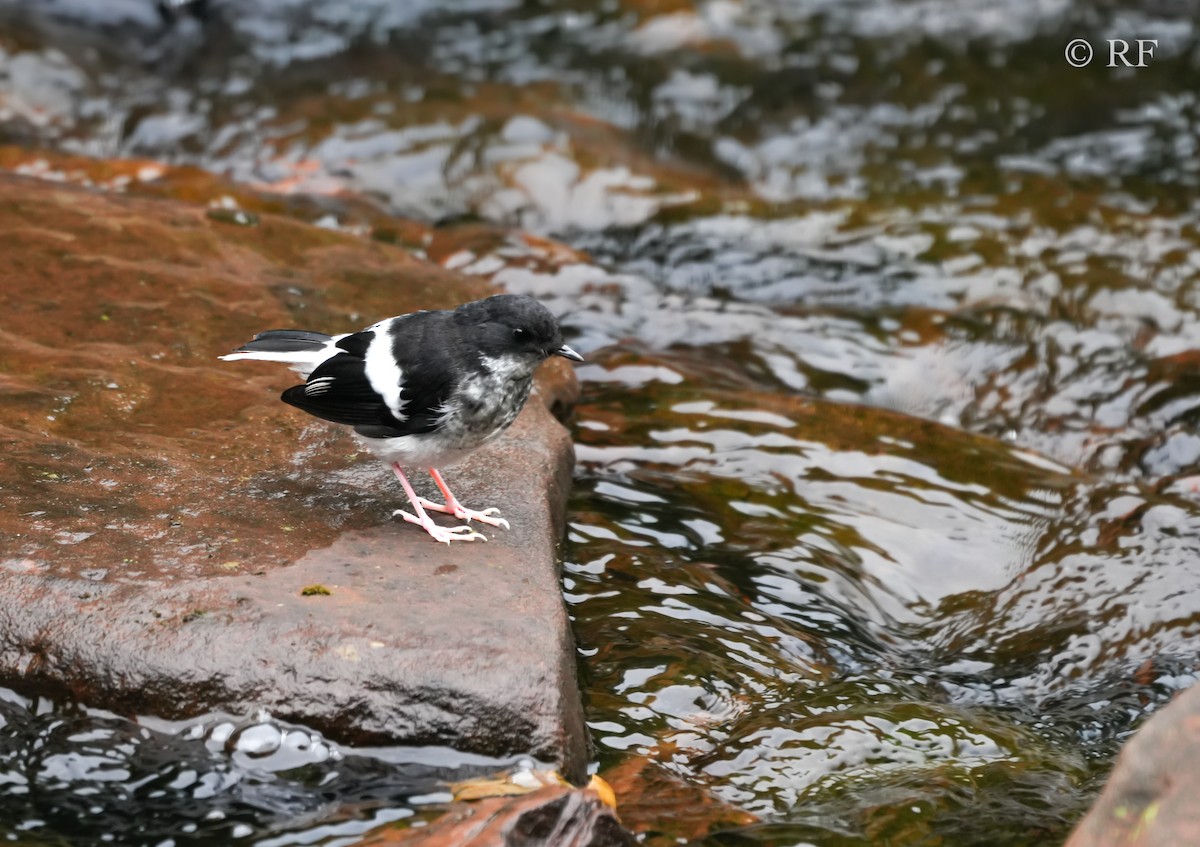 Little Forktail - ML592849191
