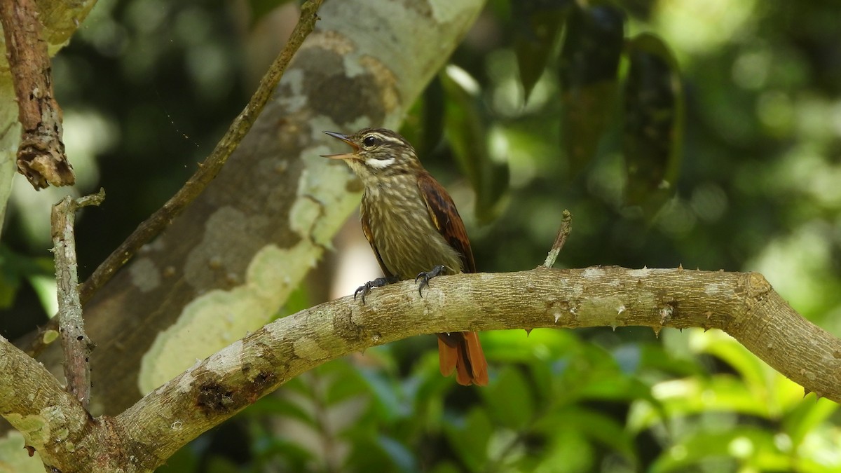 Slender-billed Xenops - ML592849601