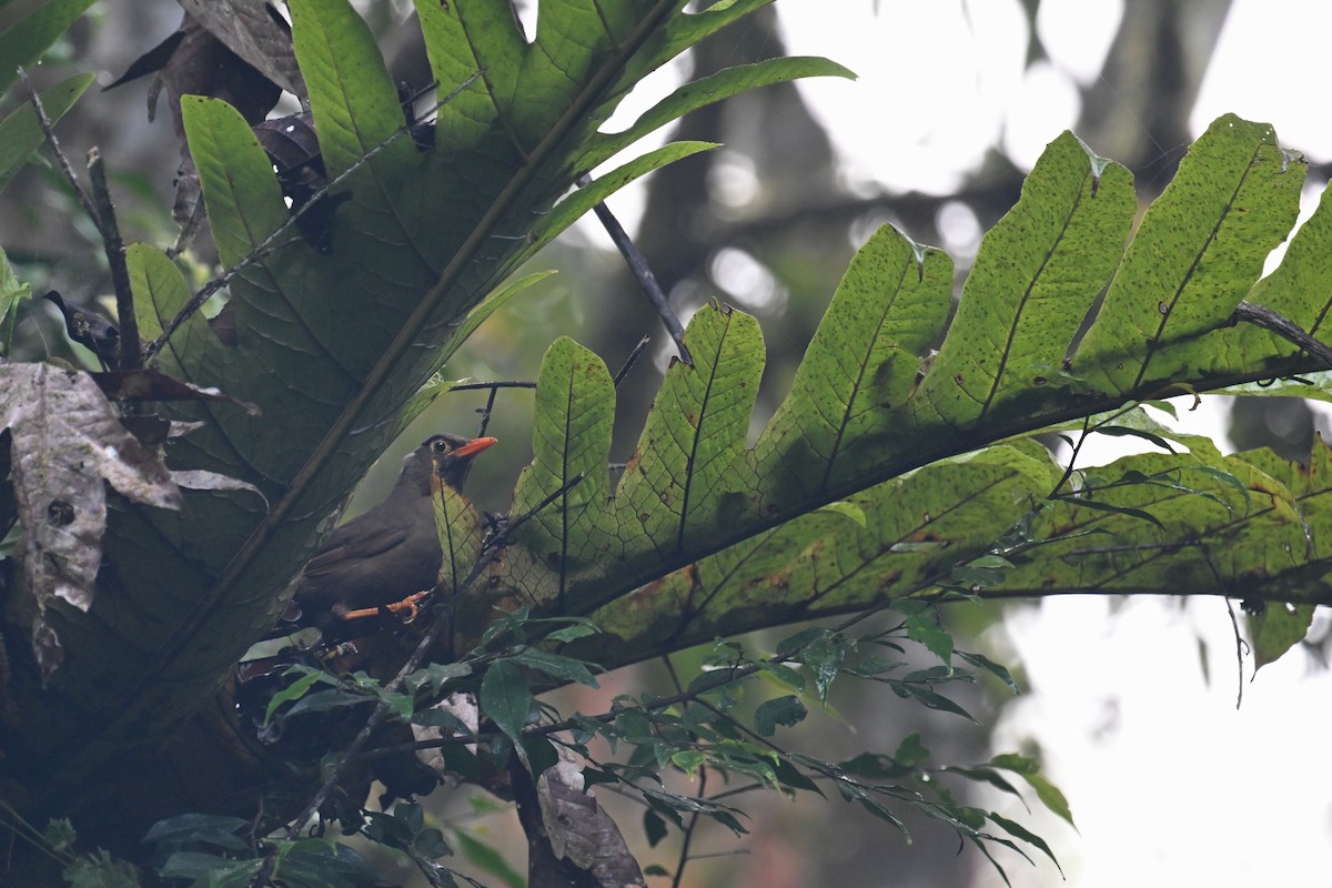 Sulawesi Thrush - ML592849951