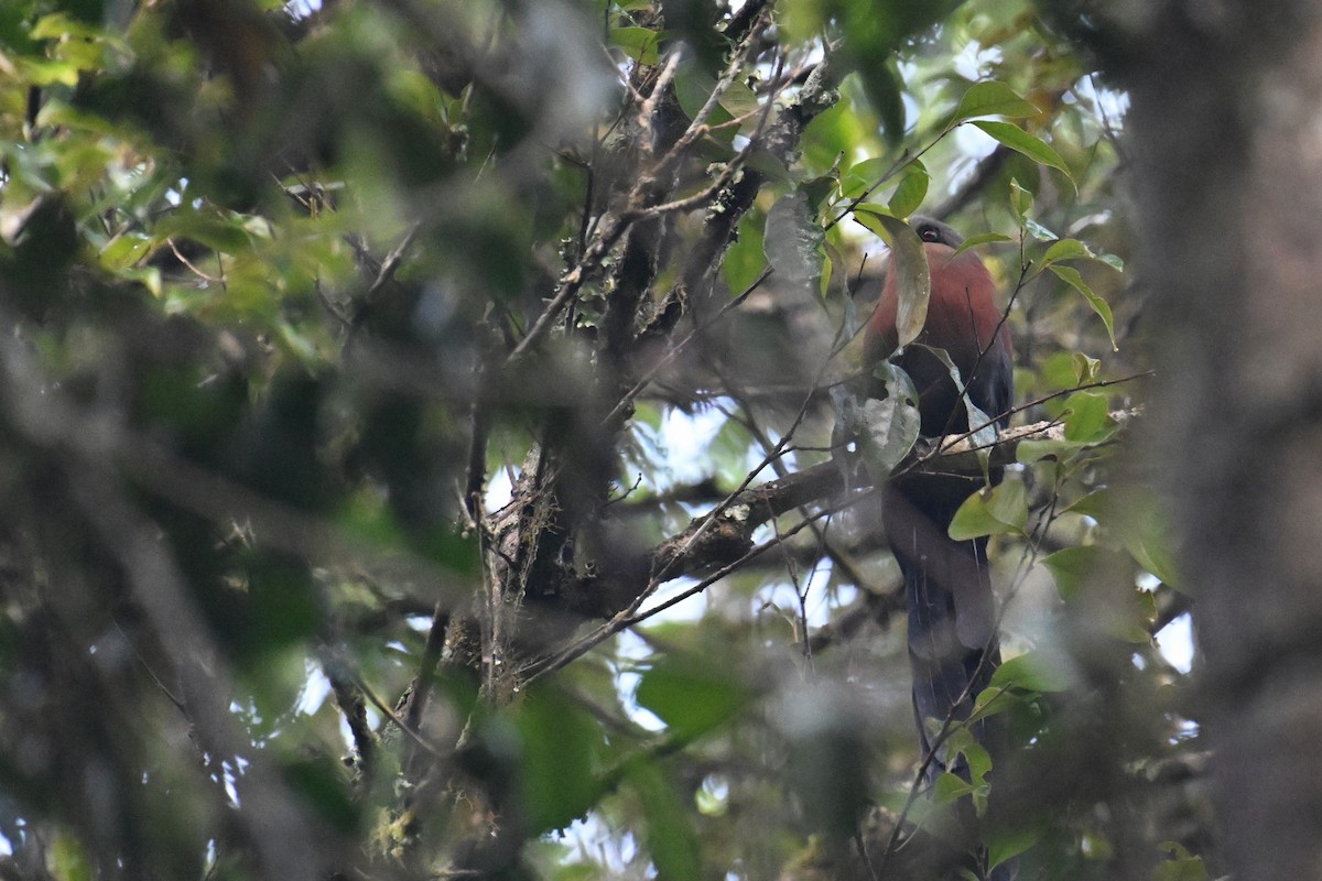 Yellow-billed Malkoha - Ting-Wei (廷維) HUNG (洪)