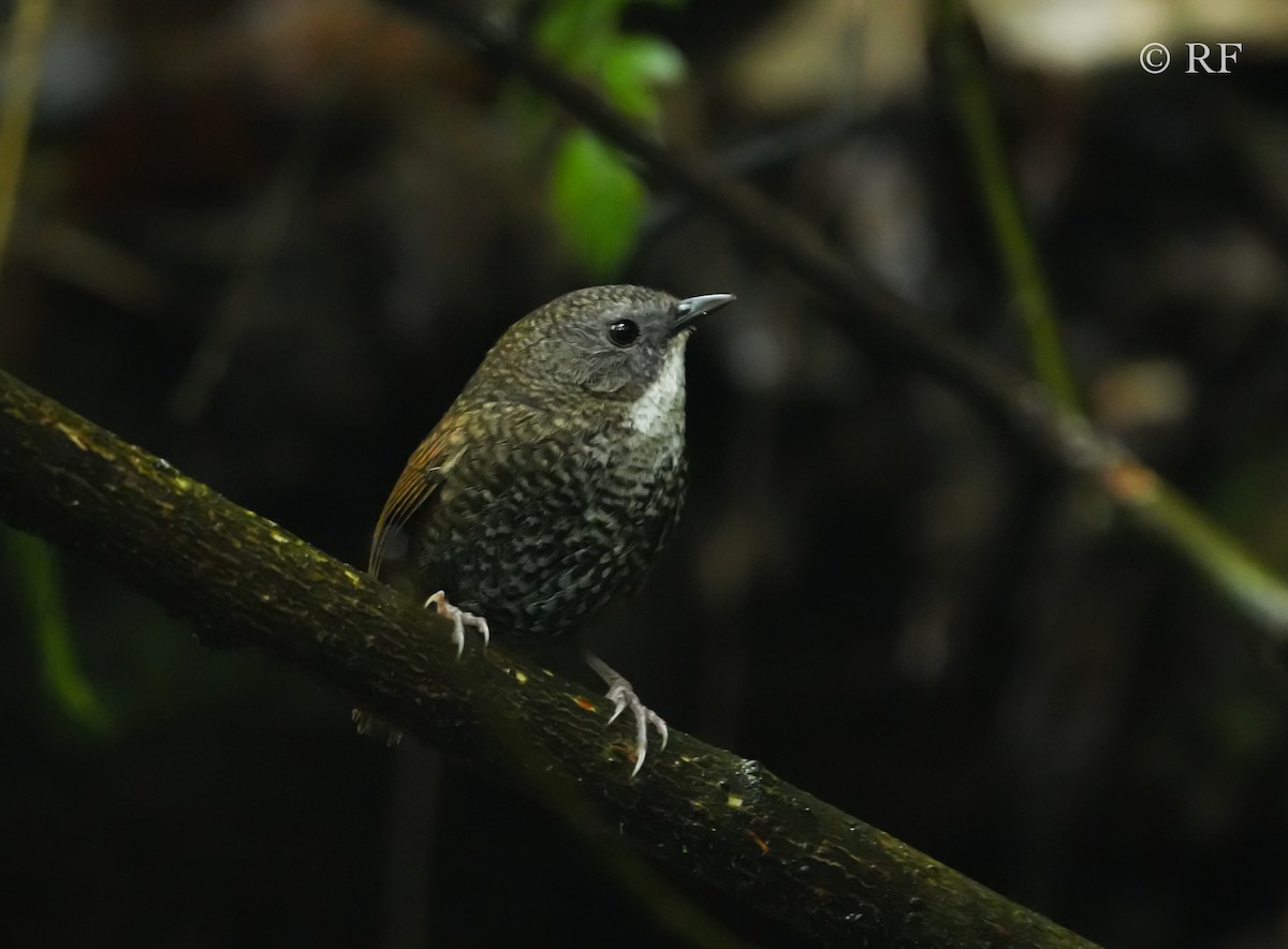 Pale-throated Wren-Babbler - ML592849991