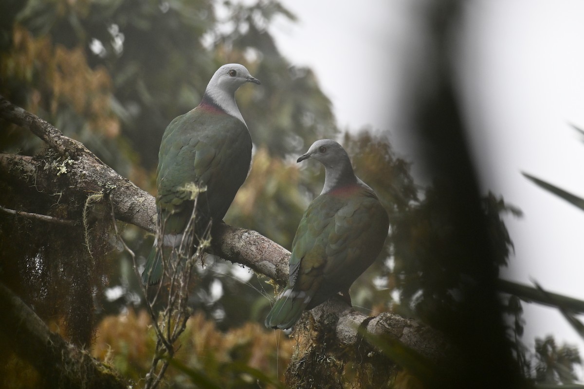 Gray-headed Imperial-Pigeon - ML592850261