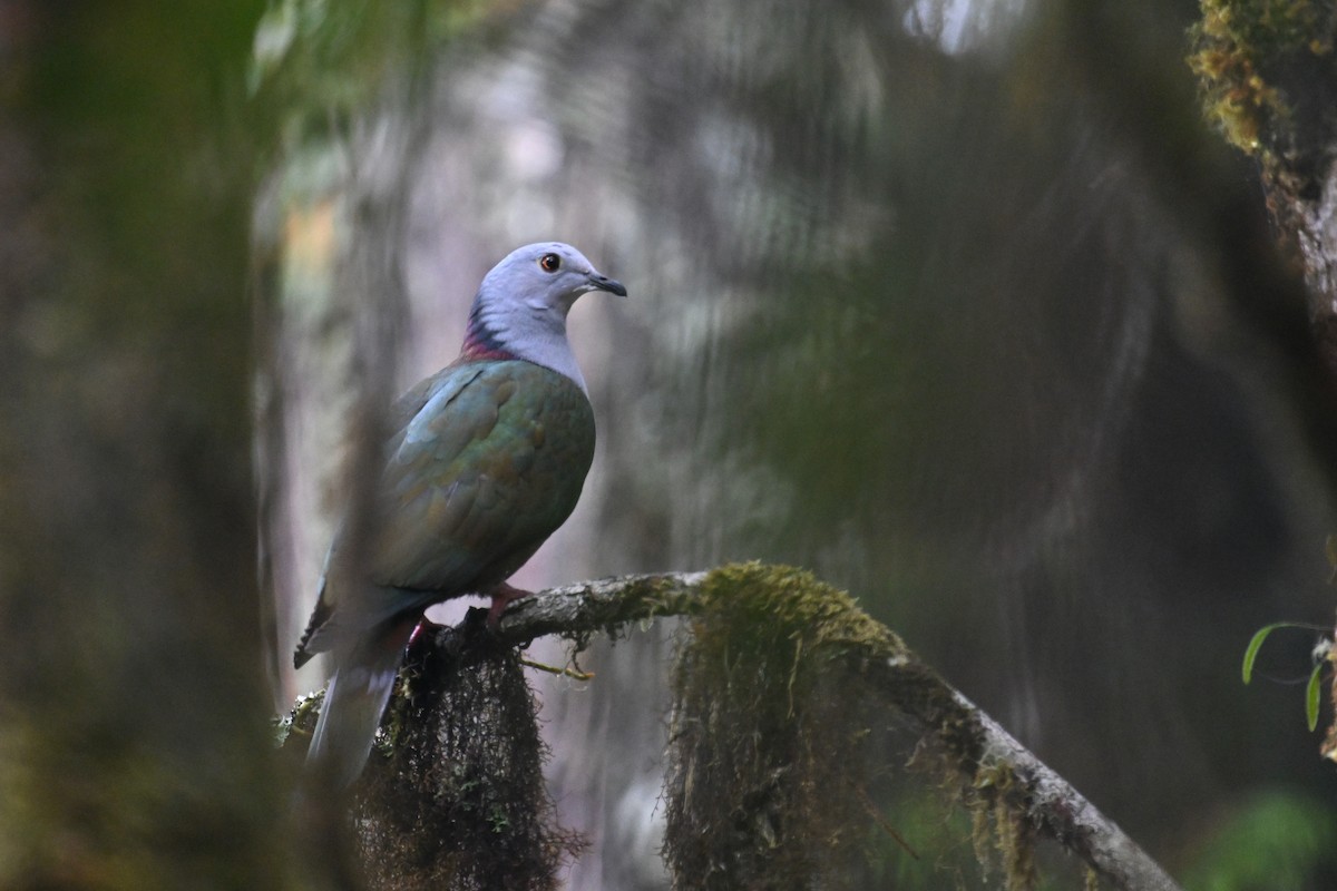 Gray-headed Imperial-Pigeon - ML592850281