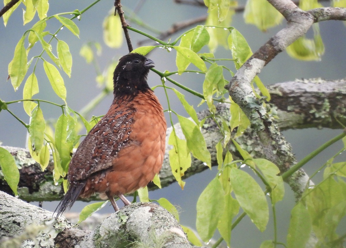 Northern Bobwhite - Carlos Mancera (Tuxtla Birding Club)