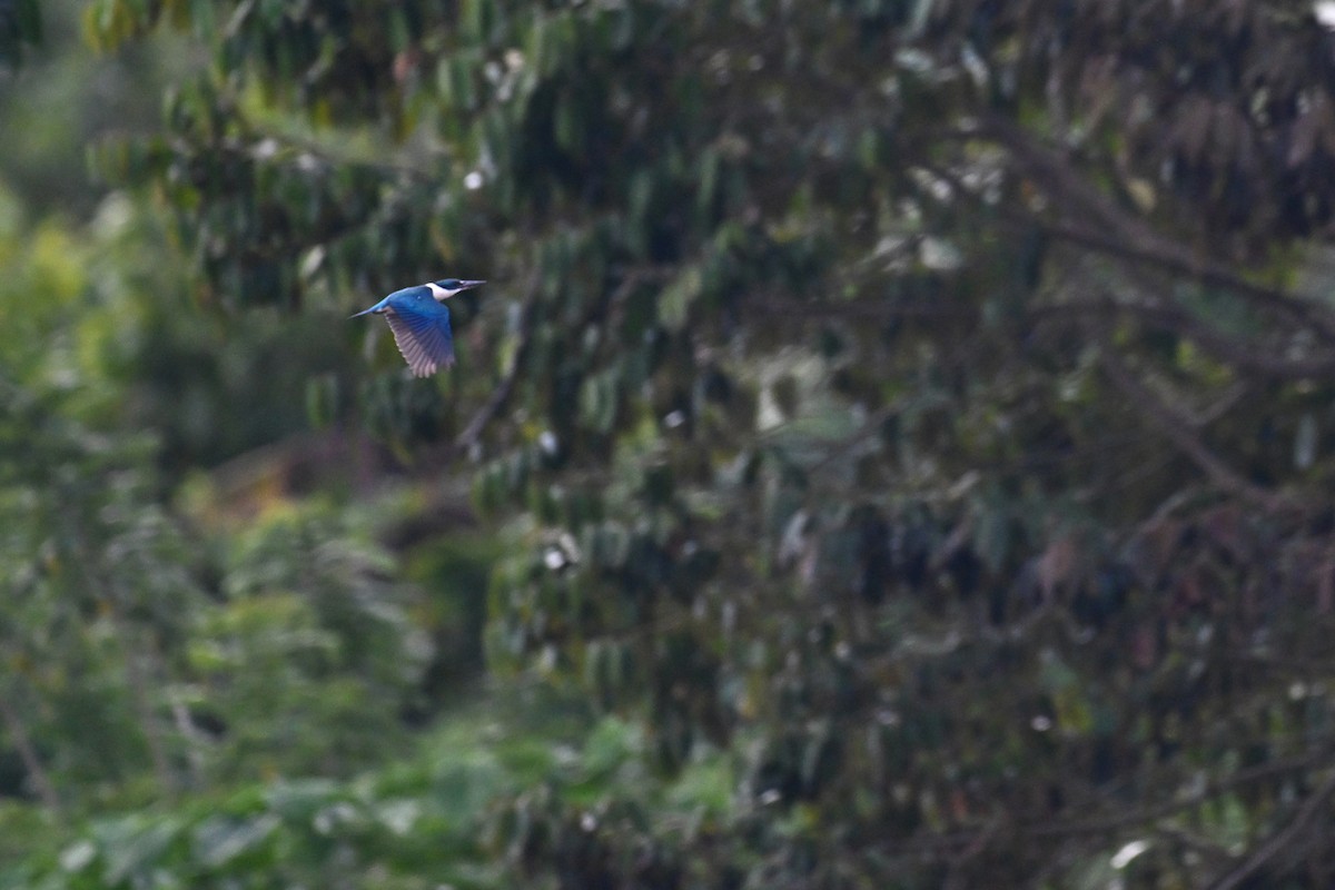 Collared Kingfisher - ML592851491