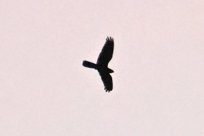 Great Eared-Nightjar - ML592851651