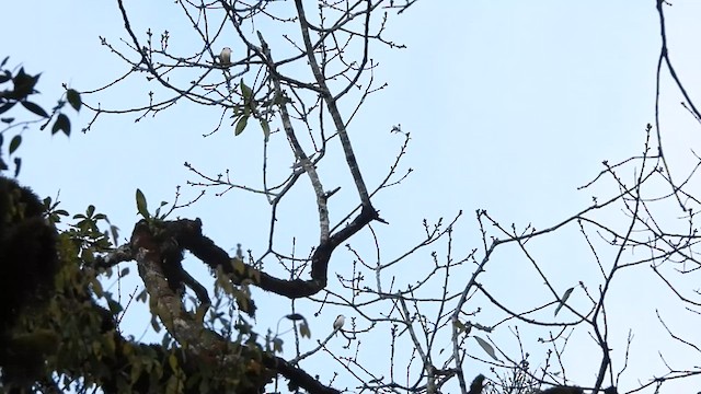 Vireo Alcaudón Cejiblanco - ML592851891