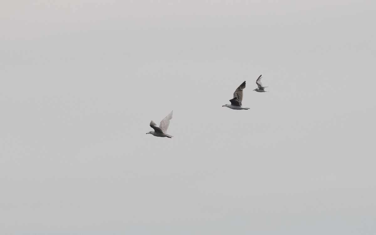 Glaucous Gull - ML592851901