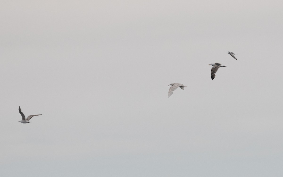 Glaucous Gull - ML592851911