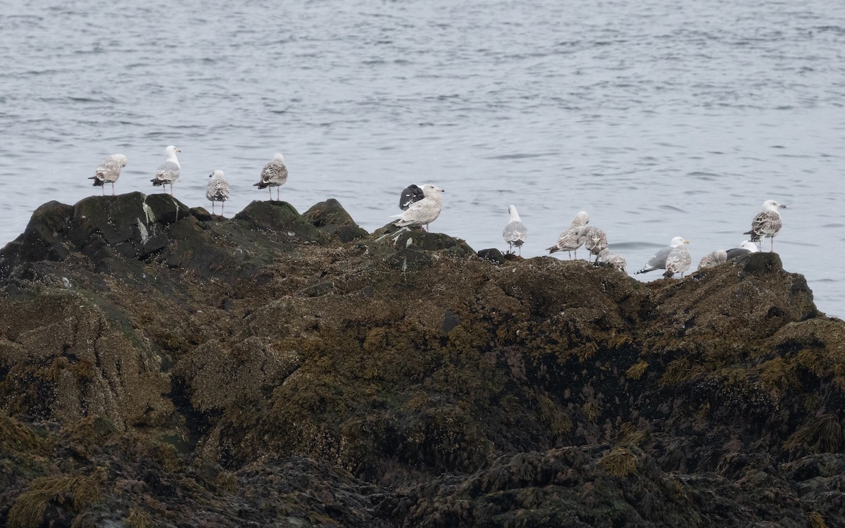 Glaucous Gull - ML592851921