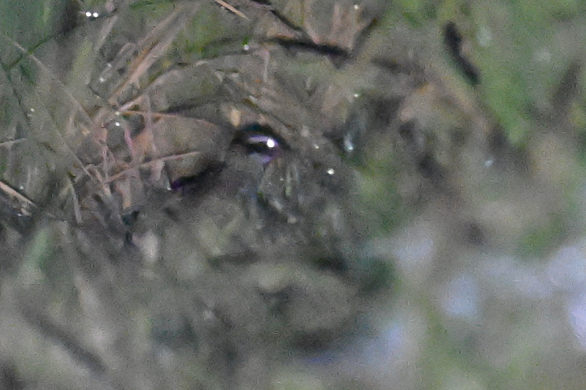 White-browed Crake - Ting-Wei (廷維) HUNG (洪)