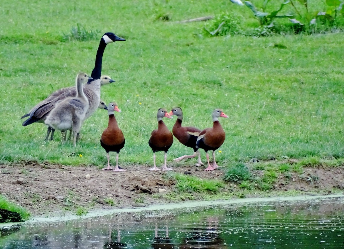 Black-bellied Whistling-Duck - ML59285291