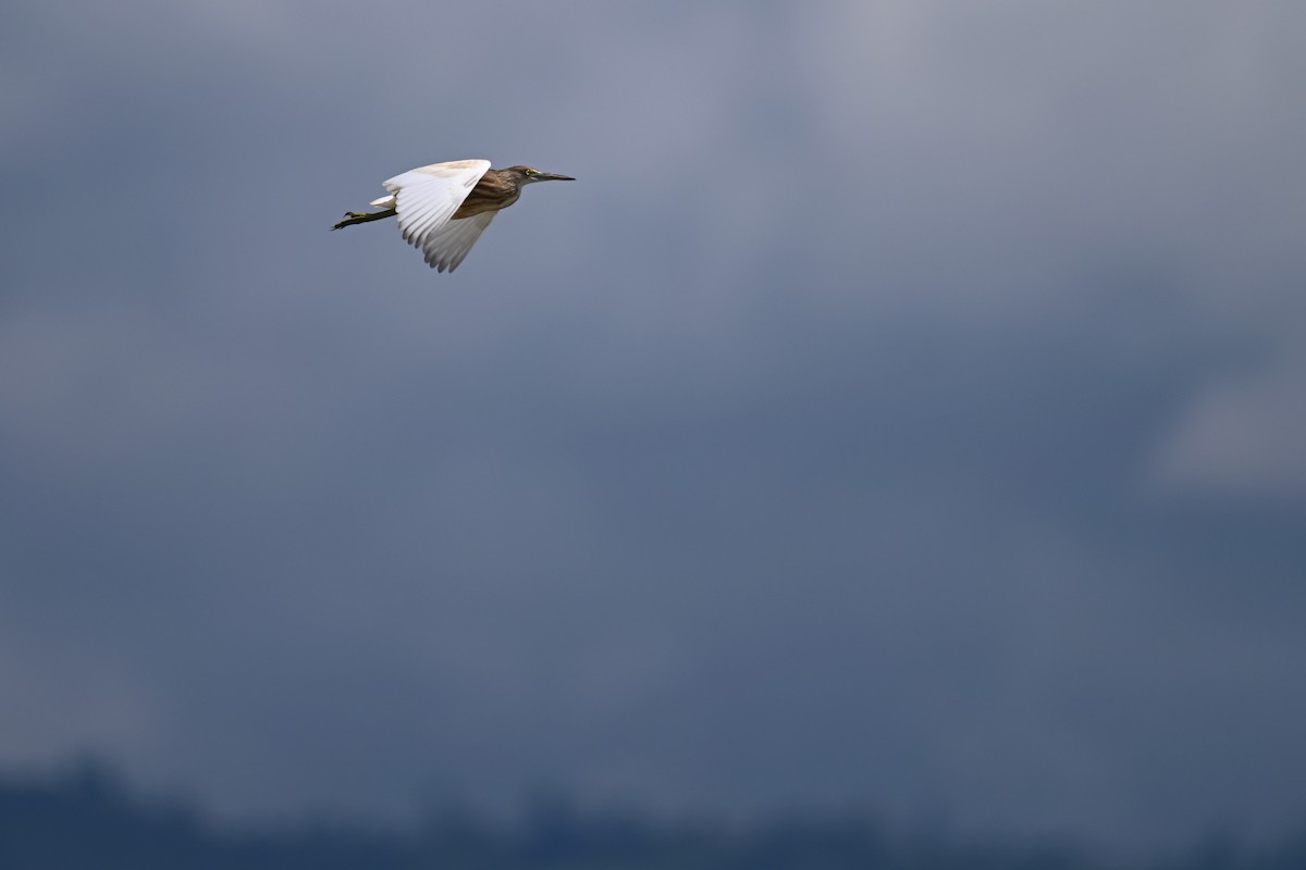 Javan Pond-Heron - ML592853171