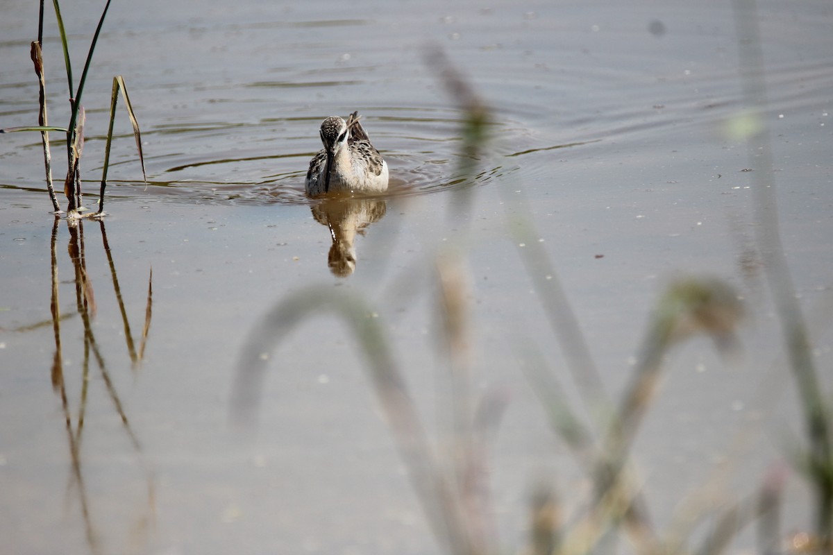 Phalarope de Wilson - ML59285331