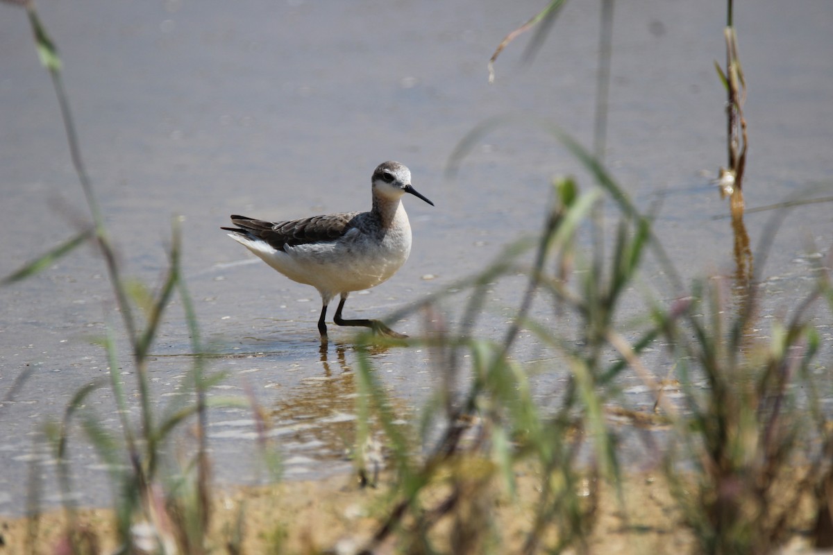 Phalarope de Wilson - ML59285341