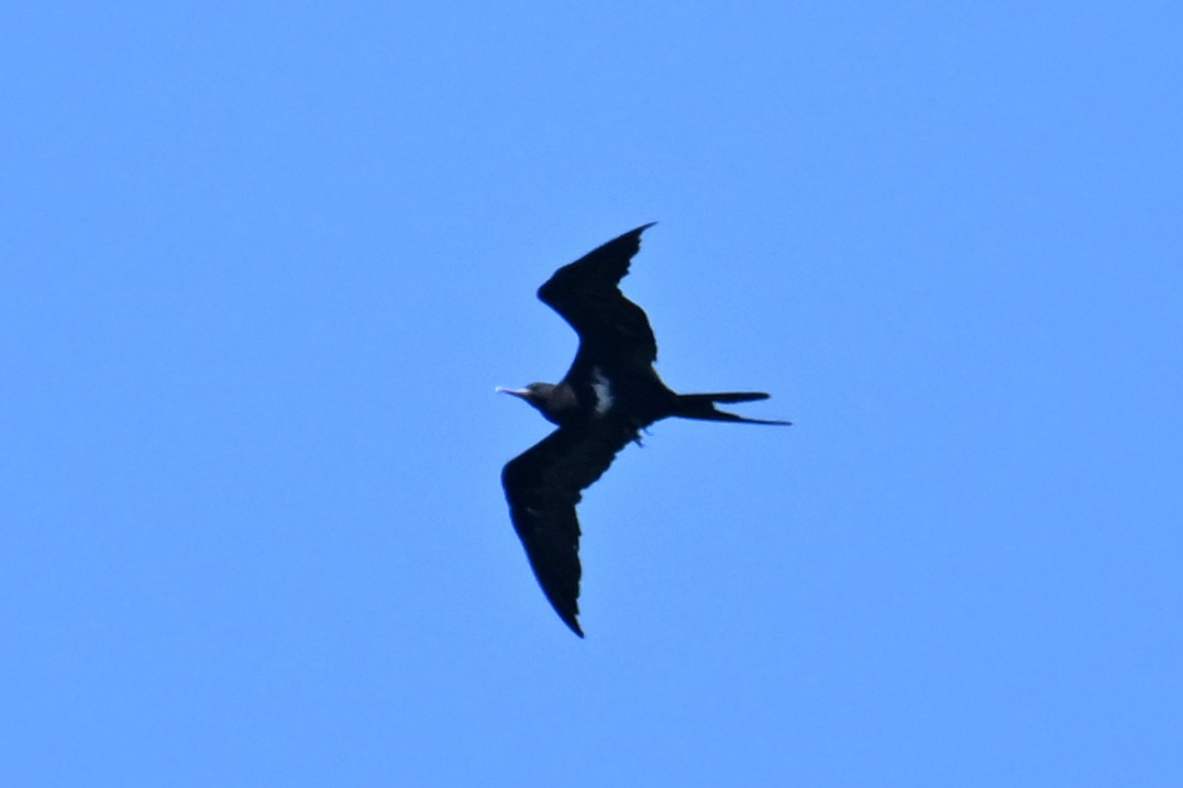 Lesser Frigatebird - ML592853711