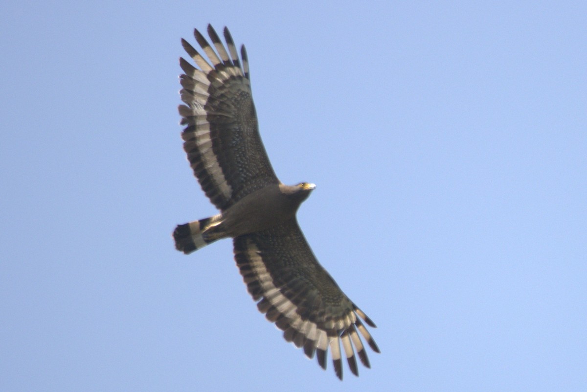 Crested Serpent-Eagle - ML592854281