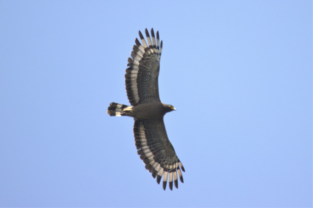 Crested Serpent-Eagle - ML592854291