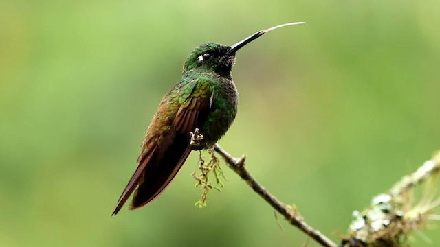 Colibri rubis-émeraude - ML592854381