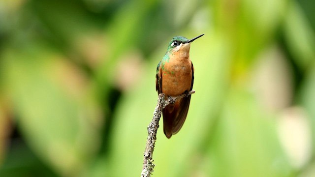 Colibri rubis-émeraude - ML592855481